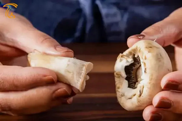چگونه ساقه‌ قارچها را جدا کنیم؟
