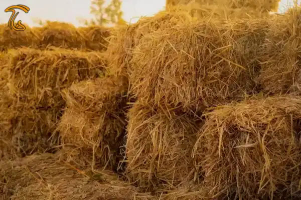 کاه و کلش گندم برای ساخت توده