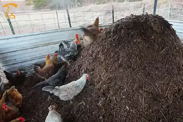 کود مرغی برای استفاده در تولید قارچهای پرورشی