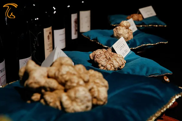 حراجی بین المللی طلای سفید آلبا گرانترین قارچ دنیا