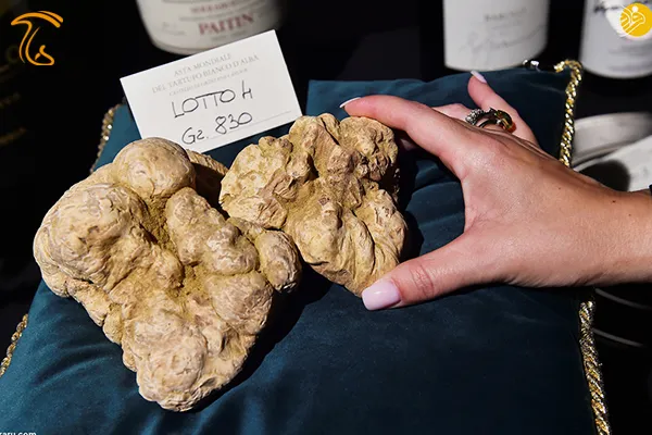 حراج قارچ کمیاب در ایتالیا؟؟!! گرانترین قارچ دنیا