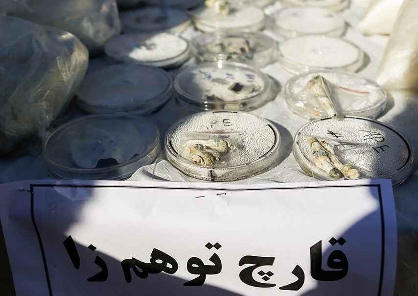 باند مواد مخدر و مجیک ماشروم