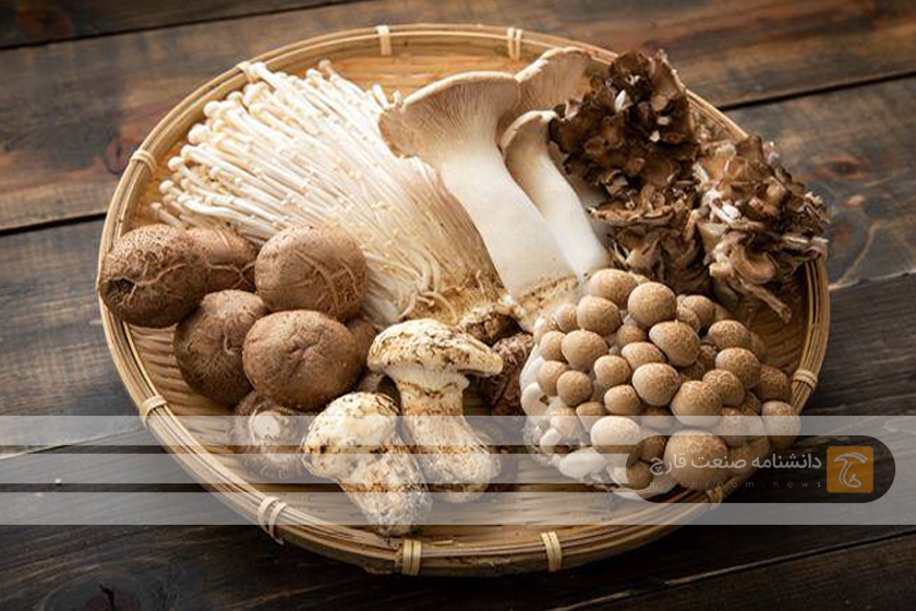پرفروش ترین و محبوبترین قارچ های سال