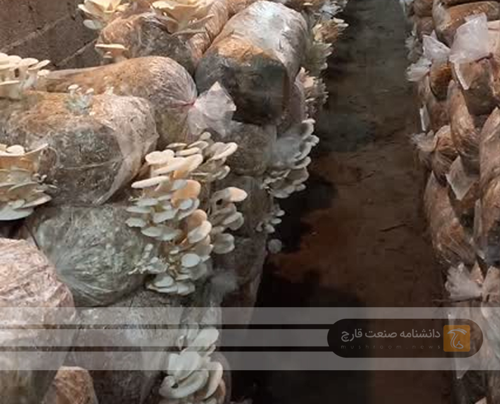 کارآفرینی جوان گیلانی با پرورش قارچ