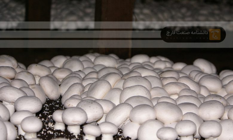 افزایش مزارع پرورش قارچ خوراکی