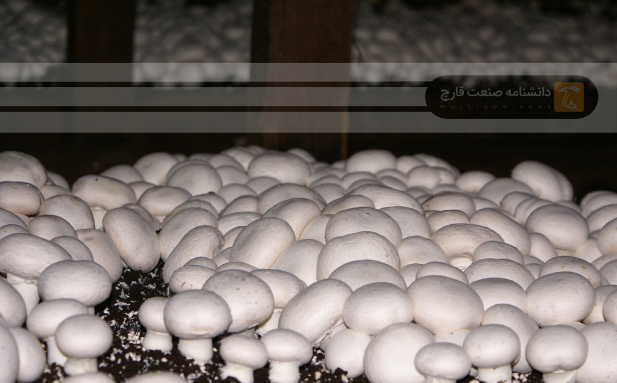 افزایش مزارع پرورش قارچ خوراکی