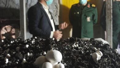 کشت و پرورش قارچ در رامیان