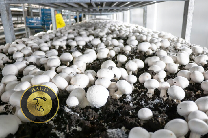 برنامه بهداشتی مزارع پرورش قارچ