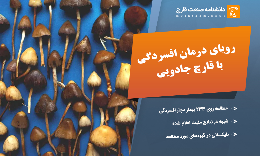 رویای درمان افسردگی با قارچ‌ روان گردان