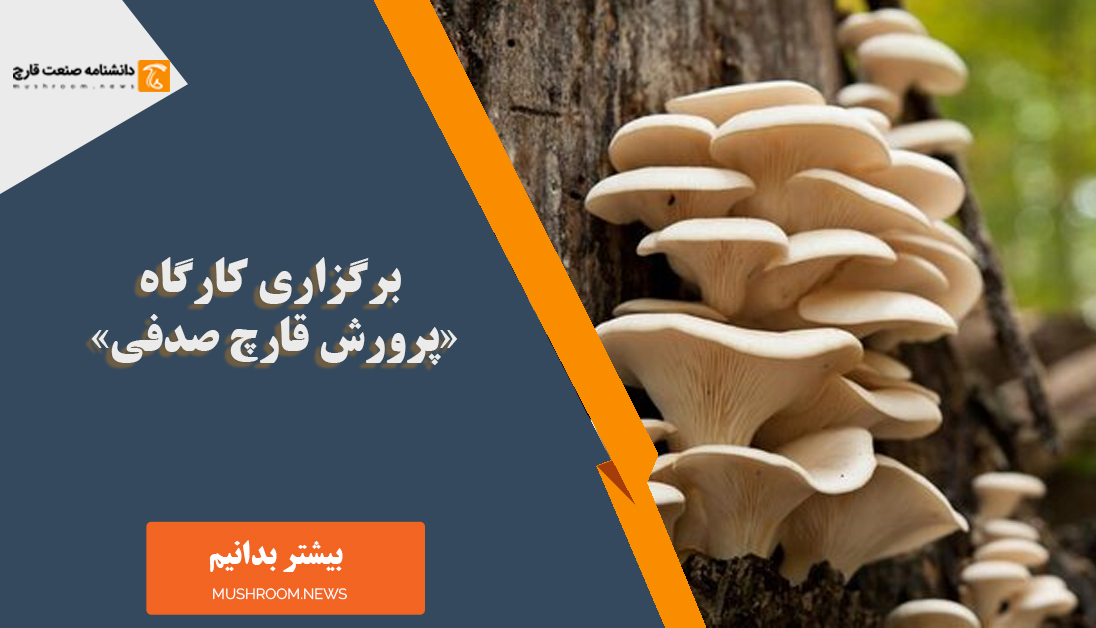 کارگاه تولید قارچ صدفی
