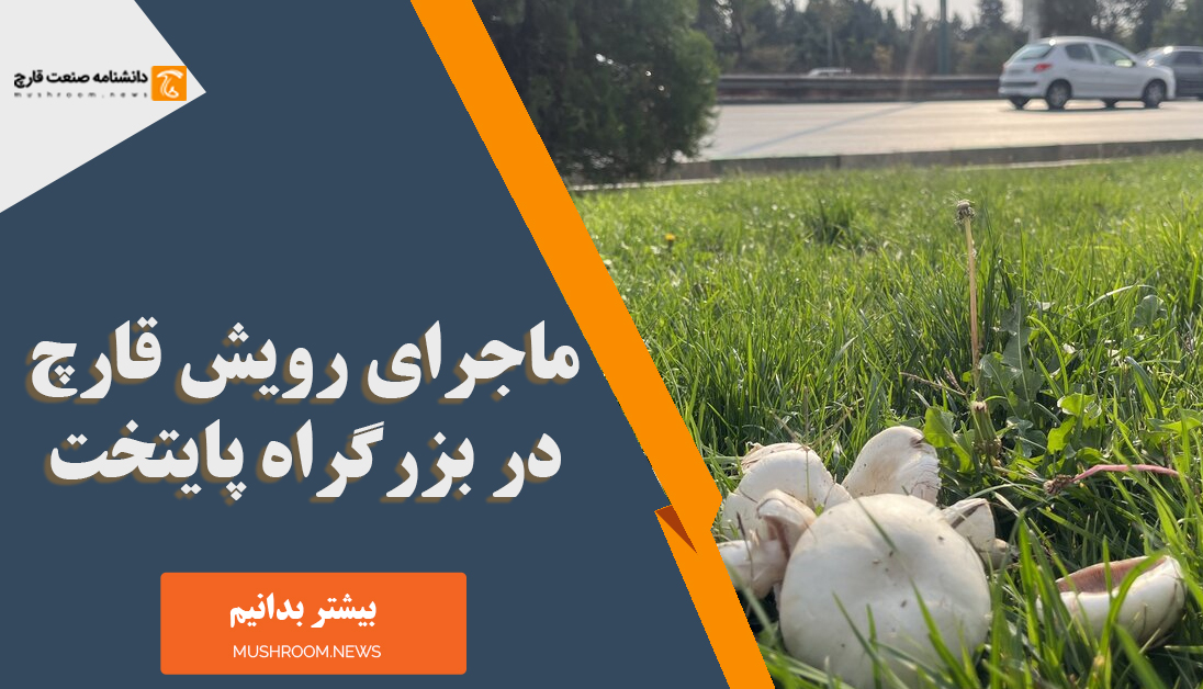 رویش قارچ در بزرگراه
