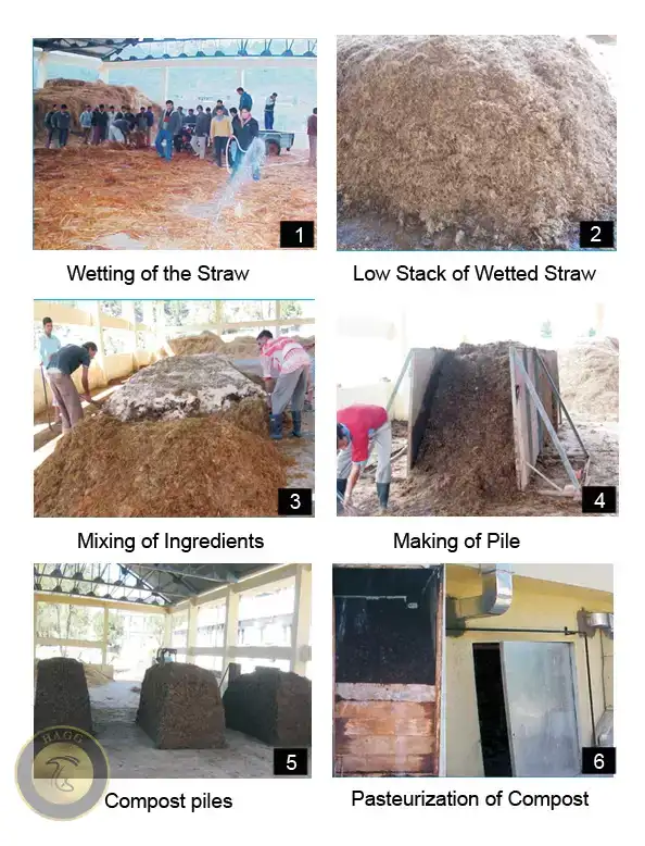 تولید بستر رویش قارچ به روش سنتی