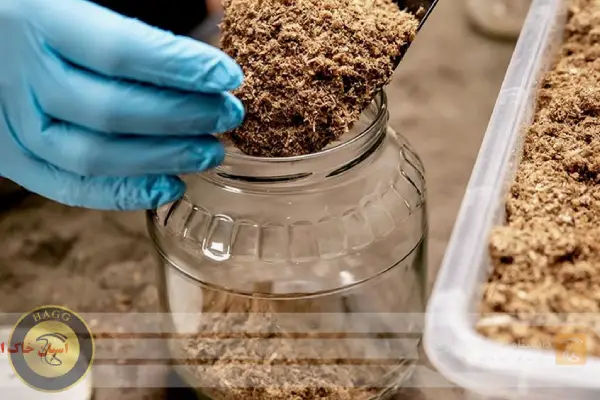 اسپان خاک اره انواع بذر قارچ