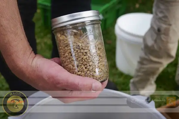 اسپان غلات انواع بذر قارچ