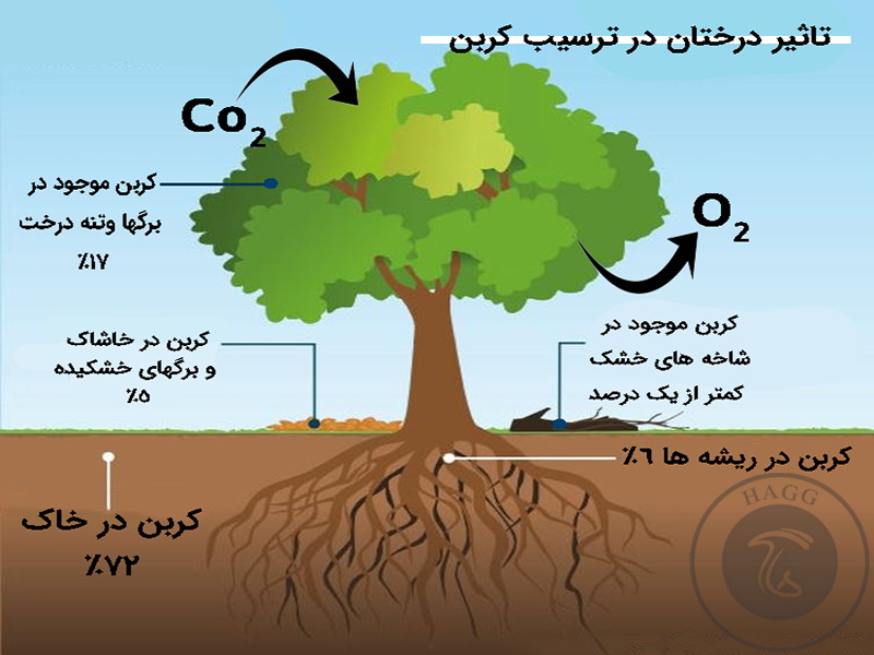 نقش درختان در طرح ترسیب کربن به منظور جلوگیری از گرمایش زمین