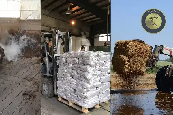 کمپوست قارچ چیست؟ کمپوست قارچ دکمه ای