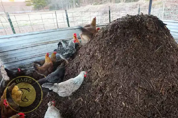 کود مرغی برای استفاده در تولید قارچهای پرورشی