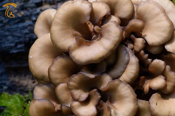 معرفی قارچ میتاکه، قارچ مایتاکه چیست؟