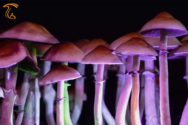  دیدن قارچ جادویی