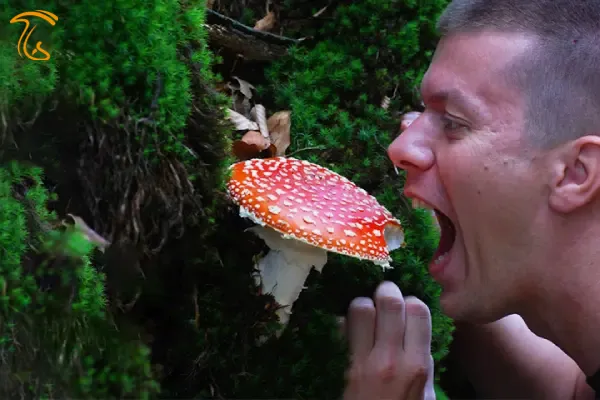 خوردن قارچ آمانیتا در رویا