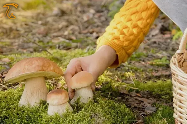 تعبیر خواب جمع کردن قارچ در رویا