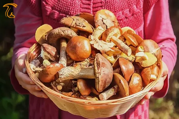 تعبیر خواب جمع کردن قارچ در رویا