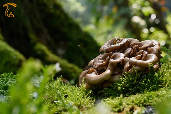 معرفی قارچ میتاکه