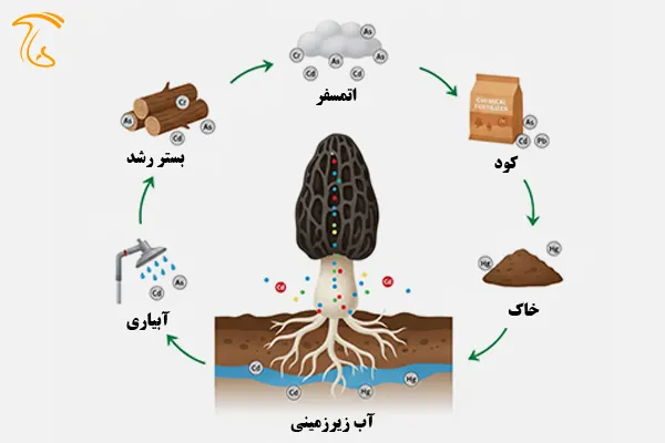 ویژگی زیستی قارچ مورل