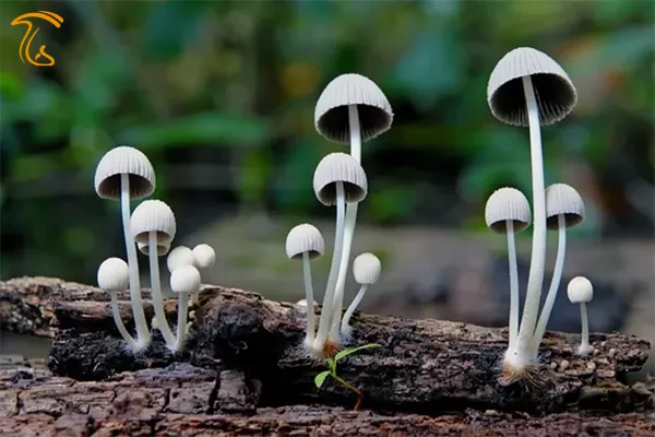 دیدن قارچ سفید