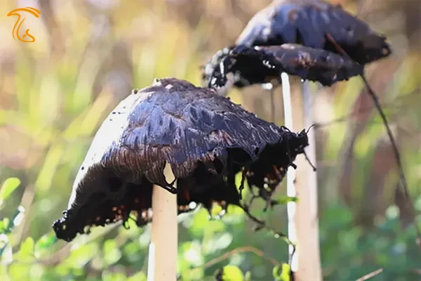 قارچ سیاه در خواب