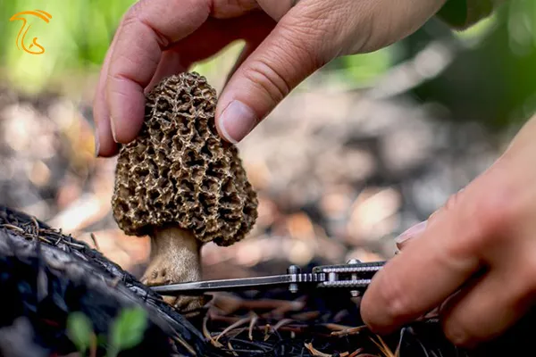 جمع آوری قارچ مورل