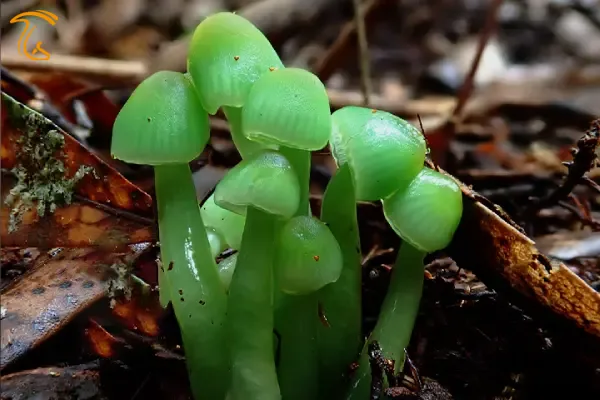  دیدن قارچ سبز