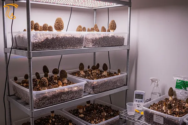 پروش قارچ مورل در خانه (فضای بسته)