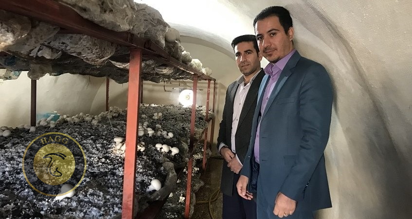 رورش قارچ در دانشگاه لرستان