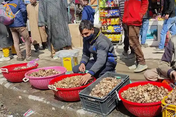 رویش قارچ برای نجات مردم فلسطین