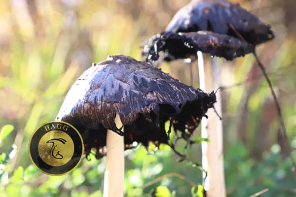 قارچ سیاه در خواب