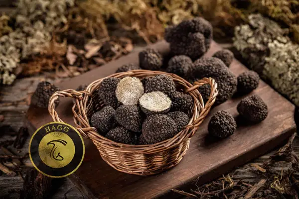 تعبیر رویای قارچ گرانقیمت