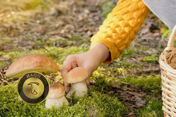 تعبیر خواب جمع کردن قارچ در رویا