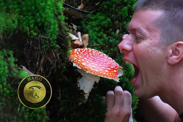 خوردن قارچ آمانیتا در رویا