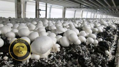 تولید 1000 تن قارچ خوراکی