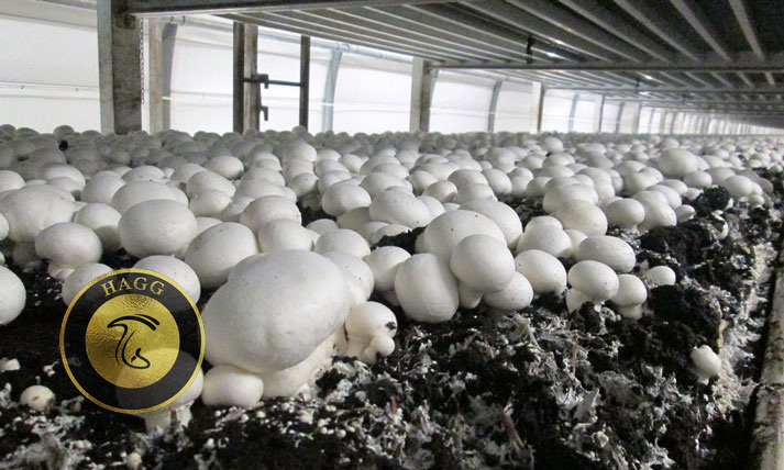 تولید 1000 تن قارچ خوراکی