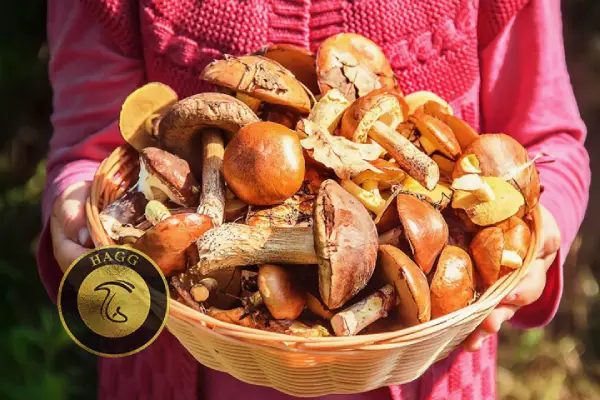 تعبیر جمع کردن قارچ در رویا