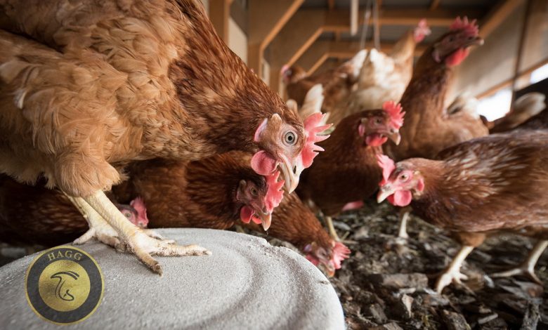 بحران صنعت مرغداری قیمت قارچ را گران کرد