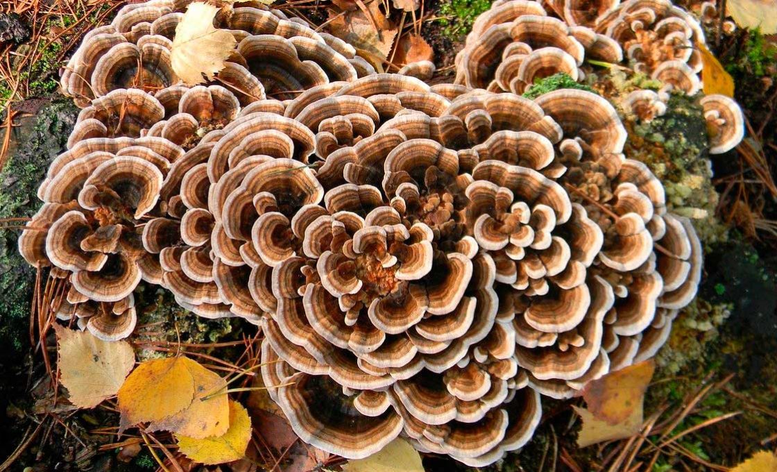 شباهت قارچ مریپیلوس به قارچ مایتاکه