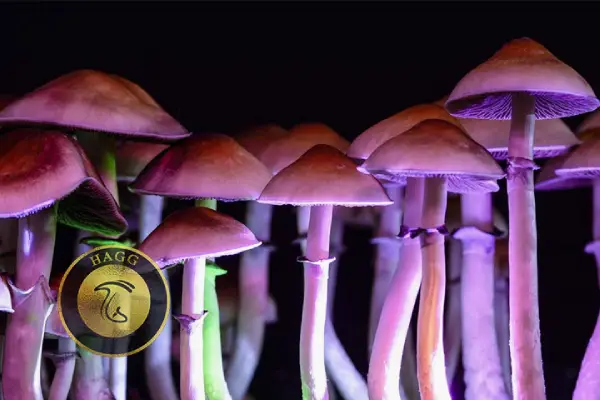  دیدن قارچ جادویی