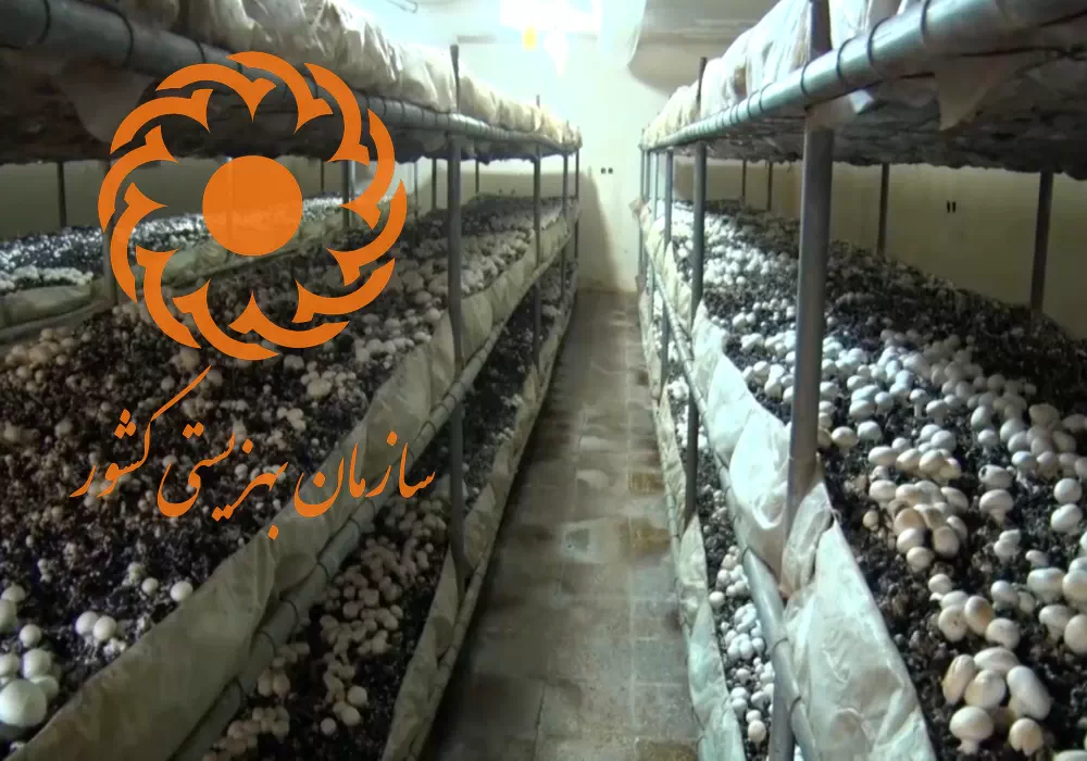 تسهیلات پرورش قارچ از بهزیستی - وام پرورش قارچ بهزیستی