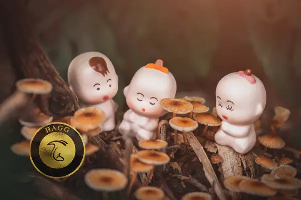 خواب قارچ به طور عمومی