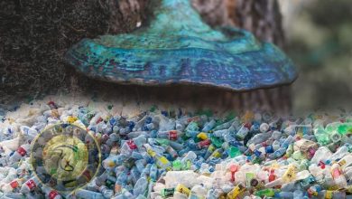 نجات با قارچ به جای پلاستیک: راهکاری برای بازیافت پلاستیک