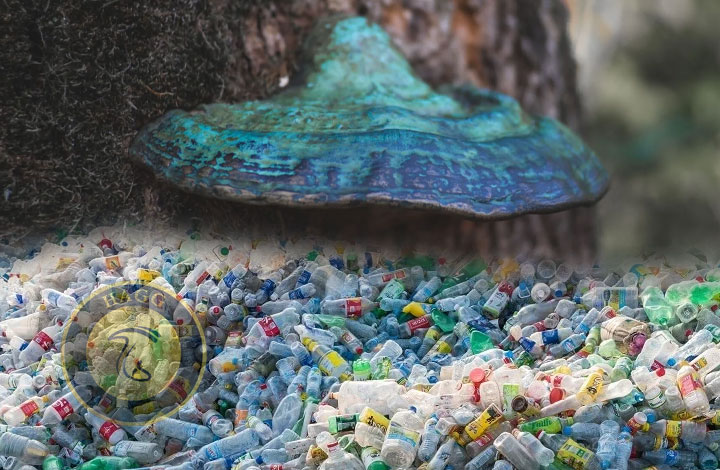نجات با قارچ به جای پلاستیک: راهکاری برای بازیافت پلاستیک
