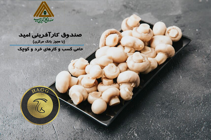 تسهیلات صندوق کارآفرینی امید برای تولید قارچ